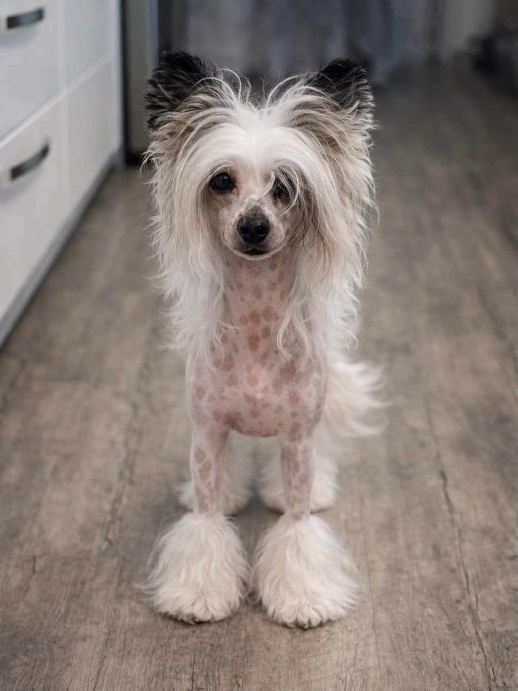 I Am Pinky Pretty Sweet