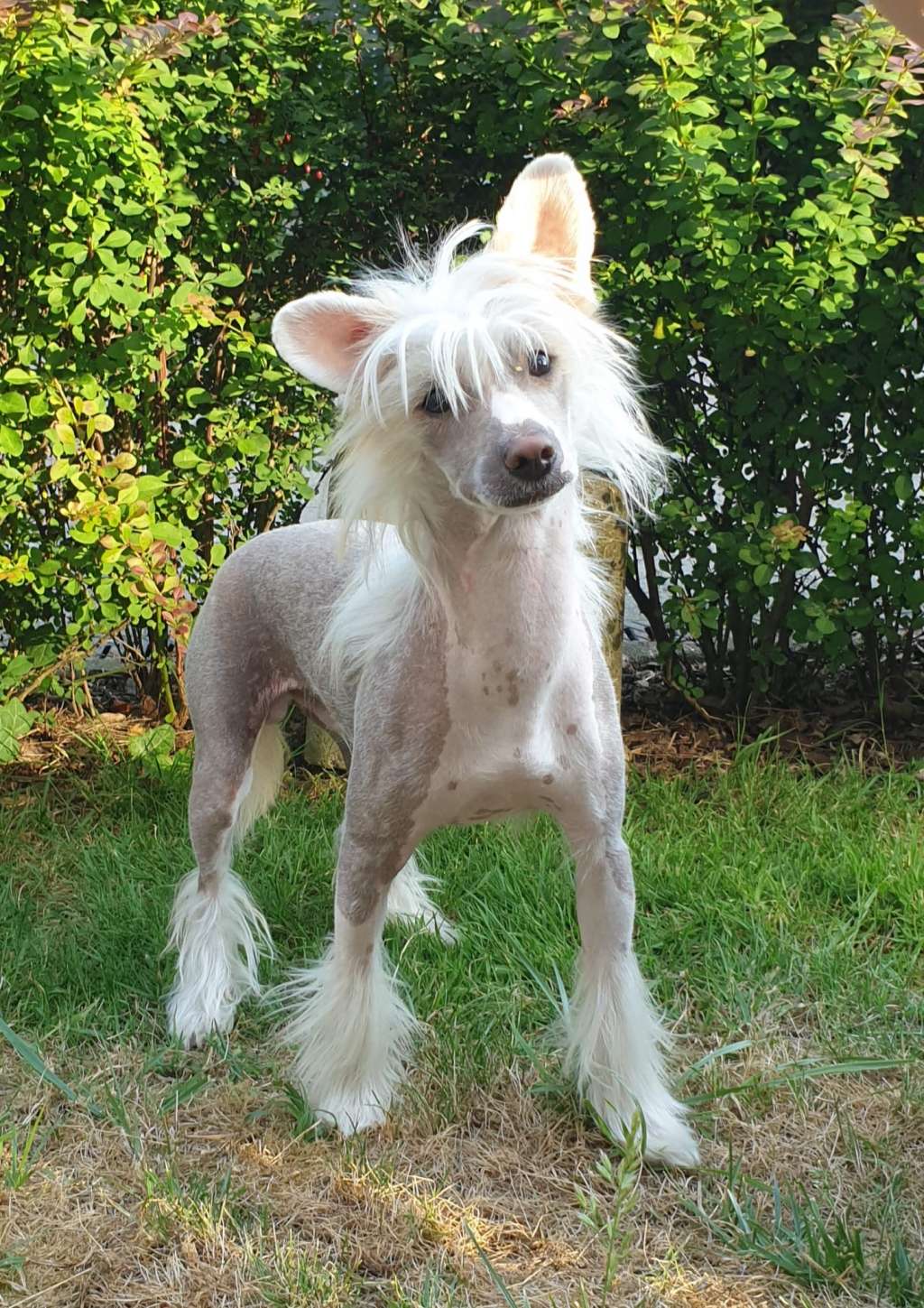 AKSEL z Uroczej Pomaranczarni