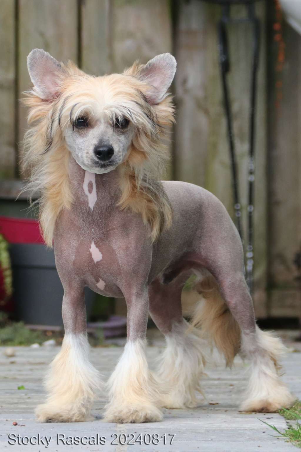 Martini Modern Family