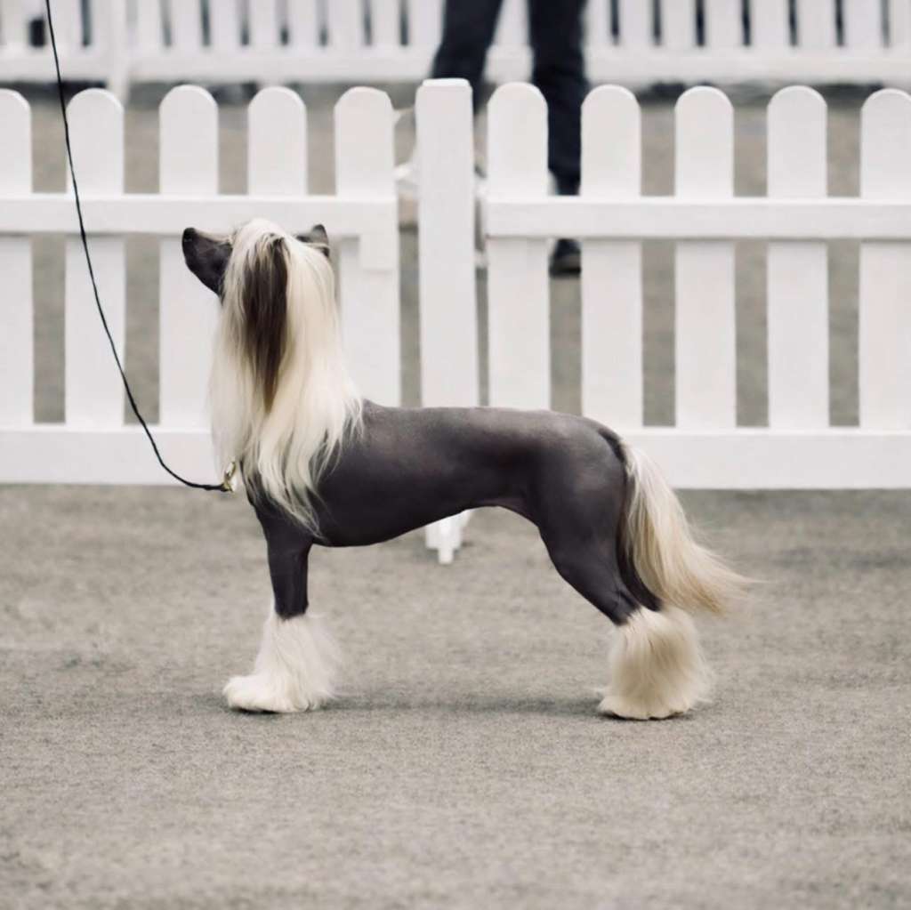 CH. Bryelis Lets Go Girls Avec Shengson