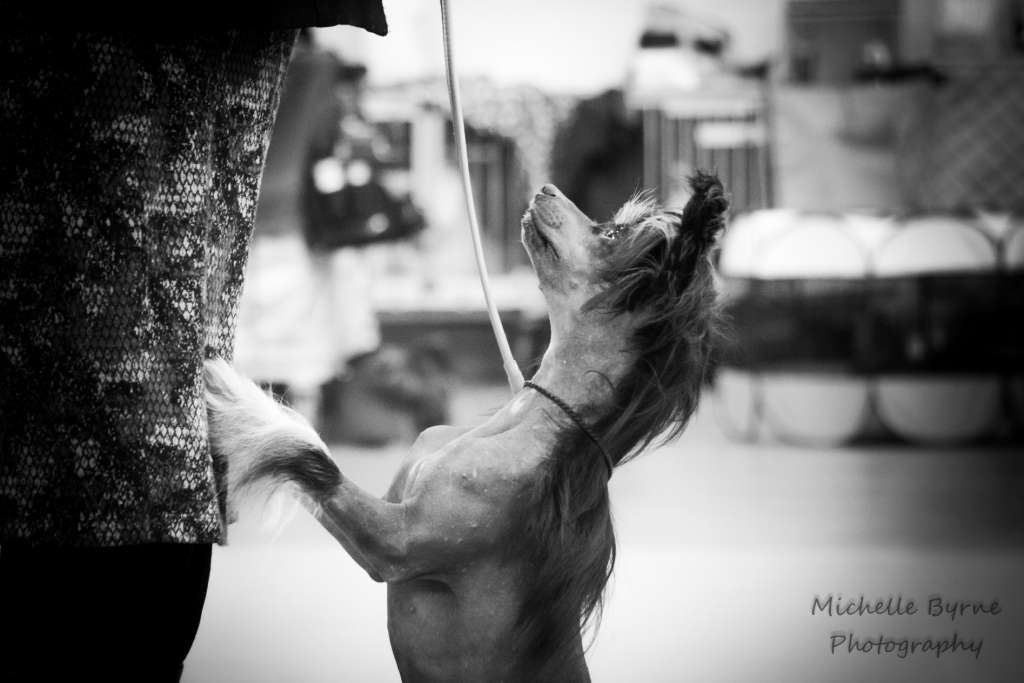 Bryelis Voodoo Woman JW