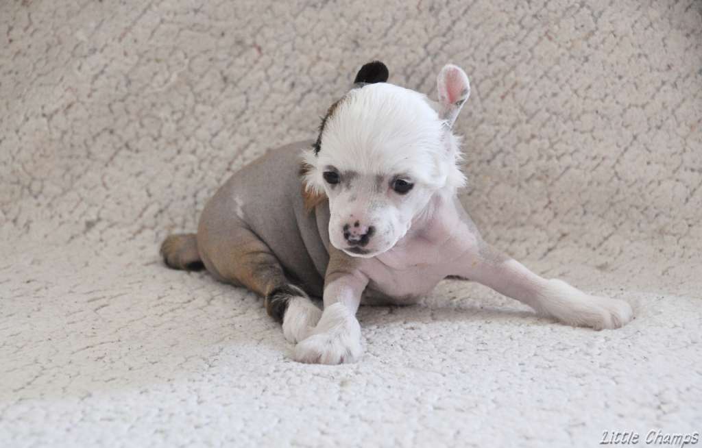 Vanille fraise Little Champs