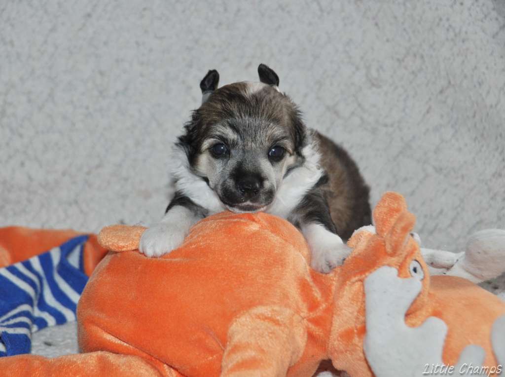 Vanilla sky Little Champs