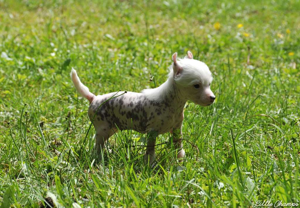 Viva la vida Little Champs