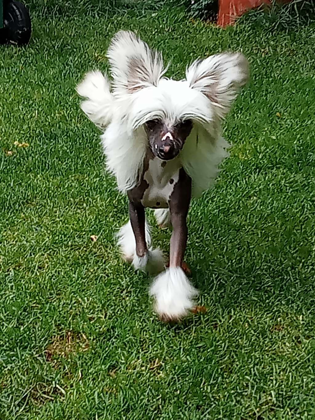 Pufflepaws Stars Gona Shine