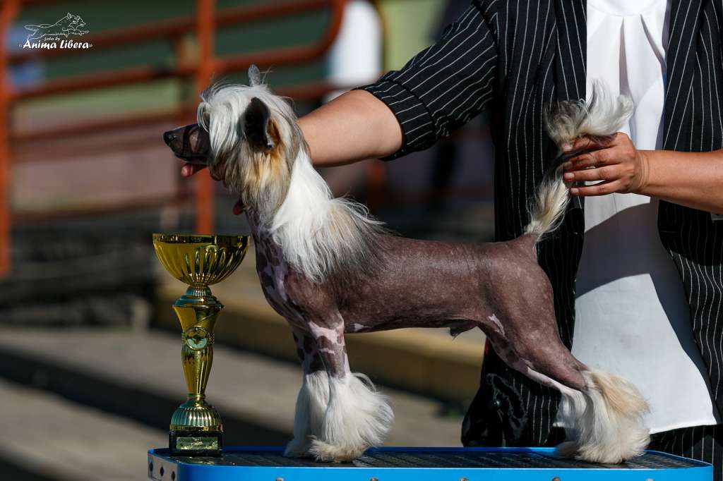 Sol'tanto Vivo Solo-Di-Te