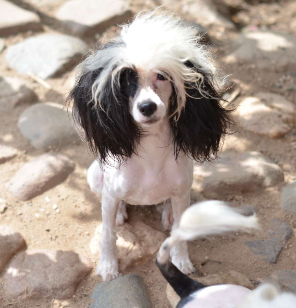 Miniatura Club Victory Nikol