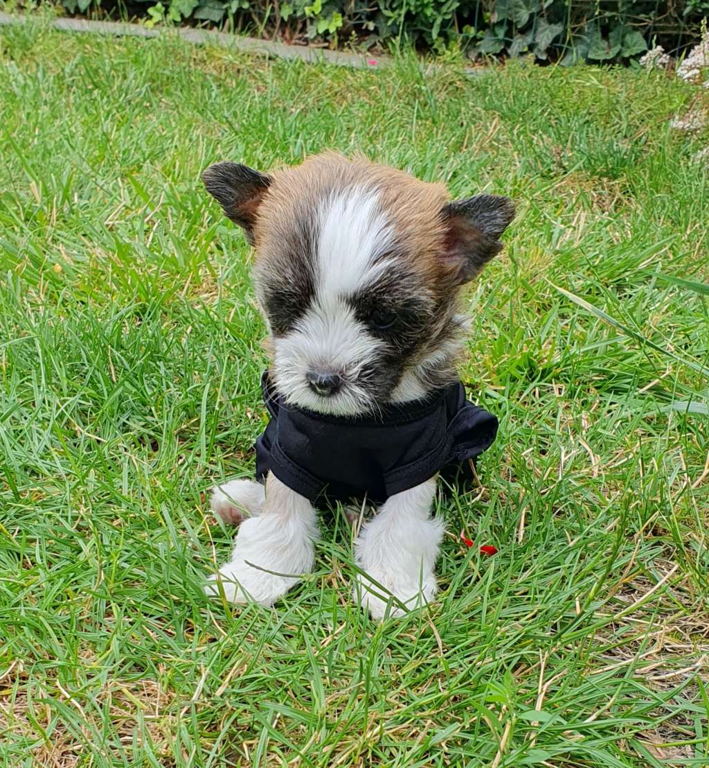 Antwix vom Leipziger Löwen