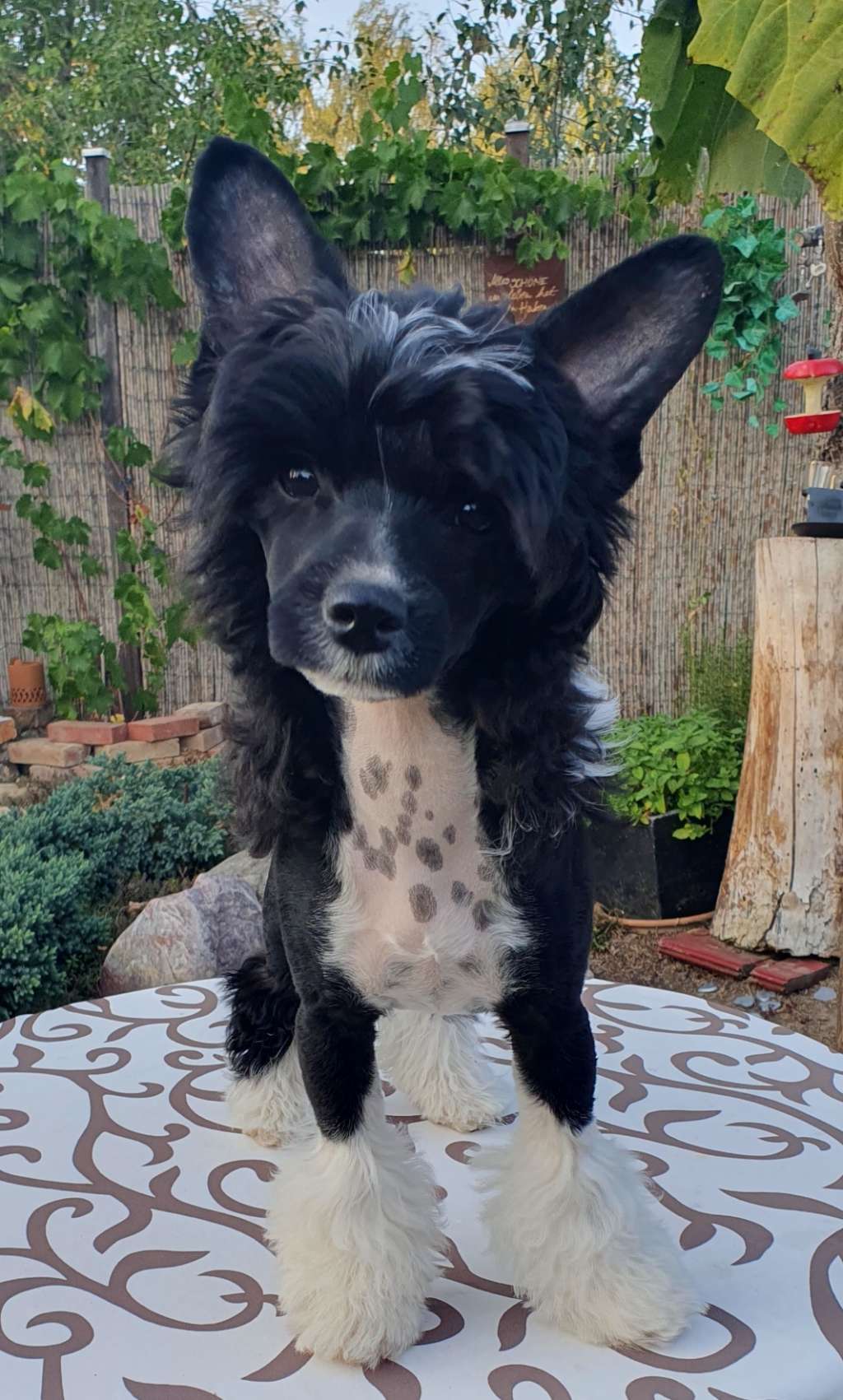 Aramis vom Leipziger Löwen