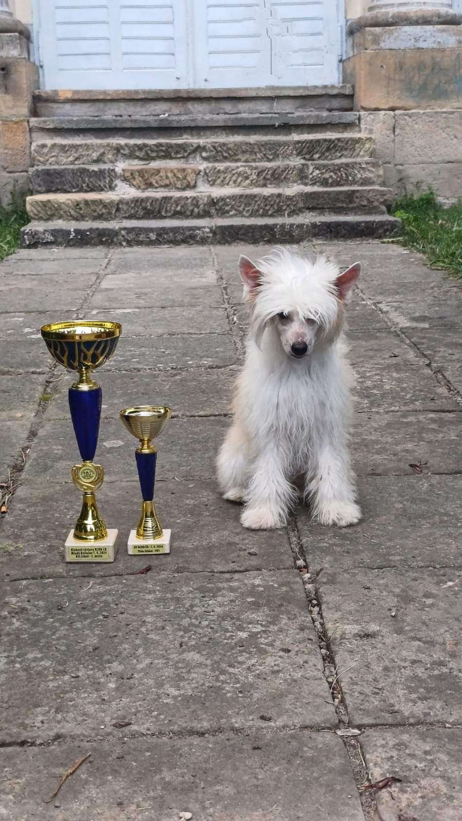 Elizabeth -Eleanor Chinese Butterfly