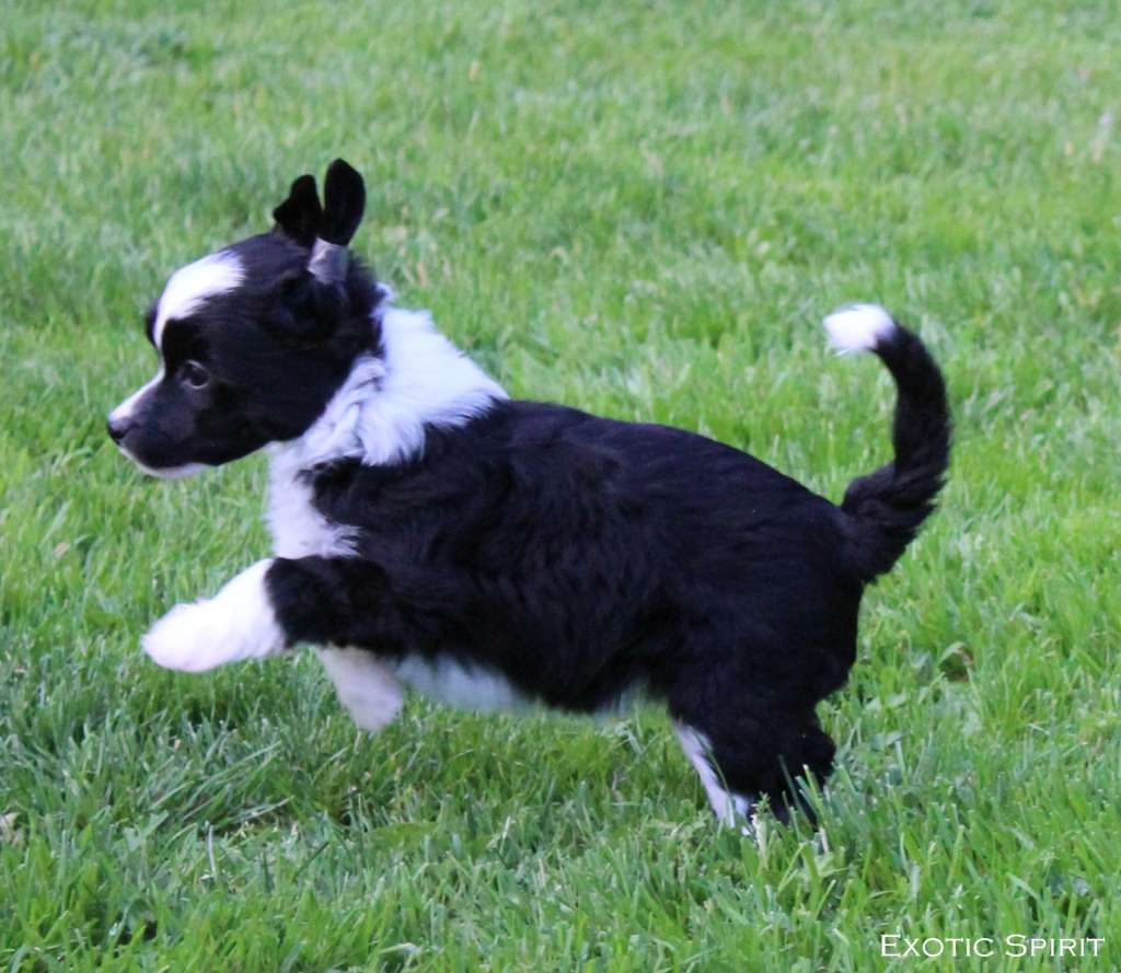 Exotic Spirit U are my Black Flower