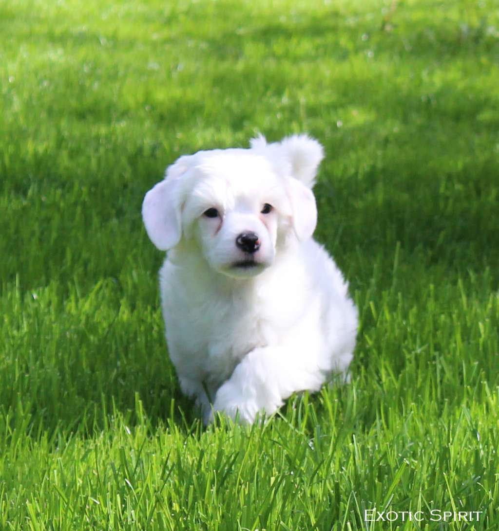 Exotic Spirit Universe Marvel Groot