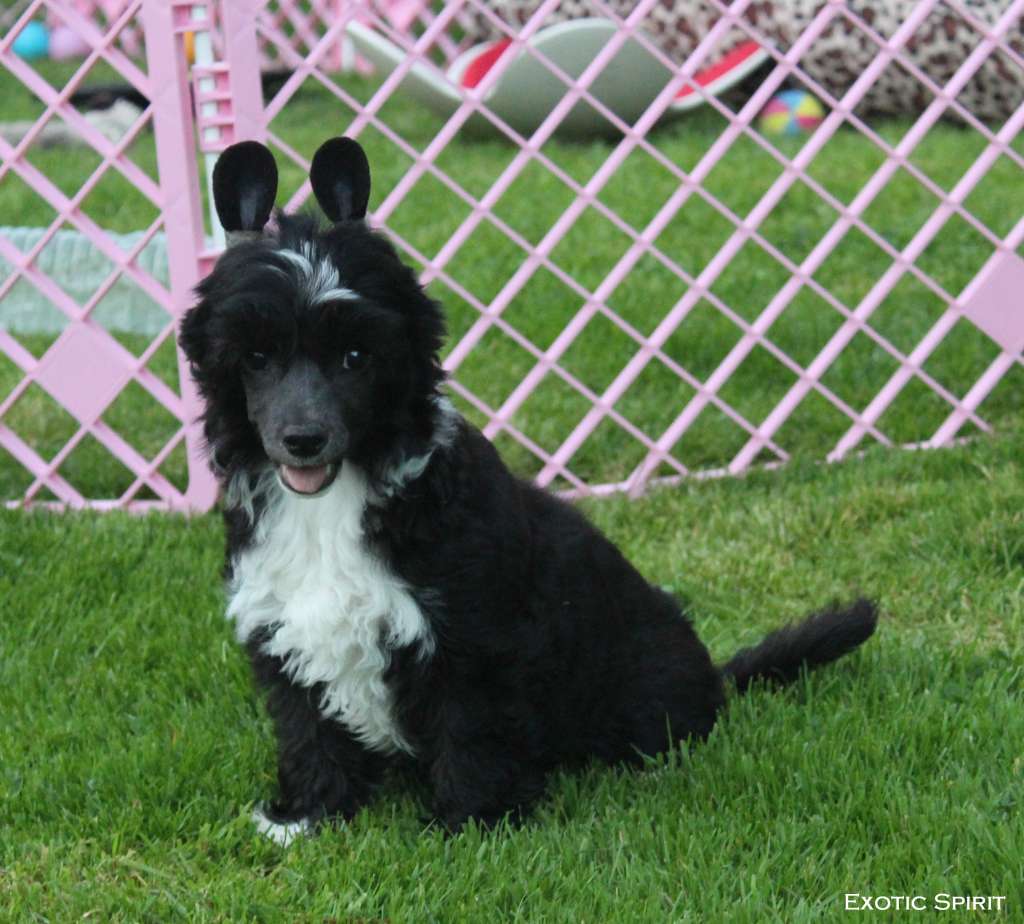 Exotic Spirit Ulova Sexy Black