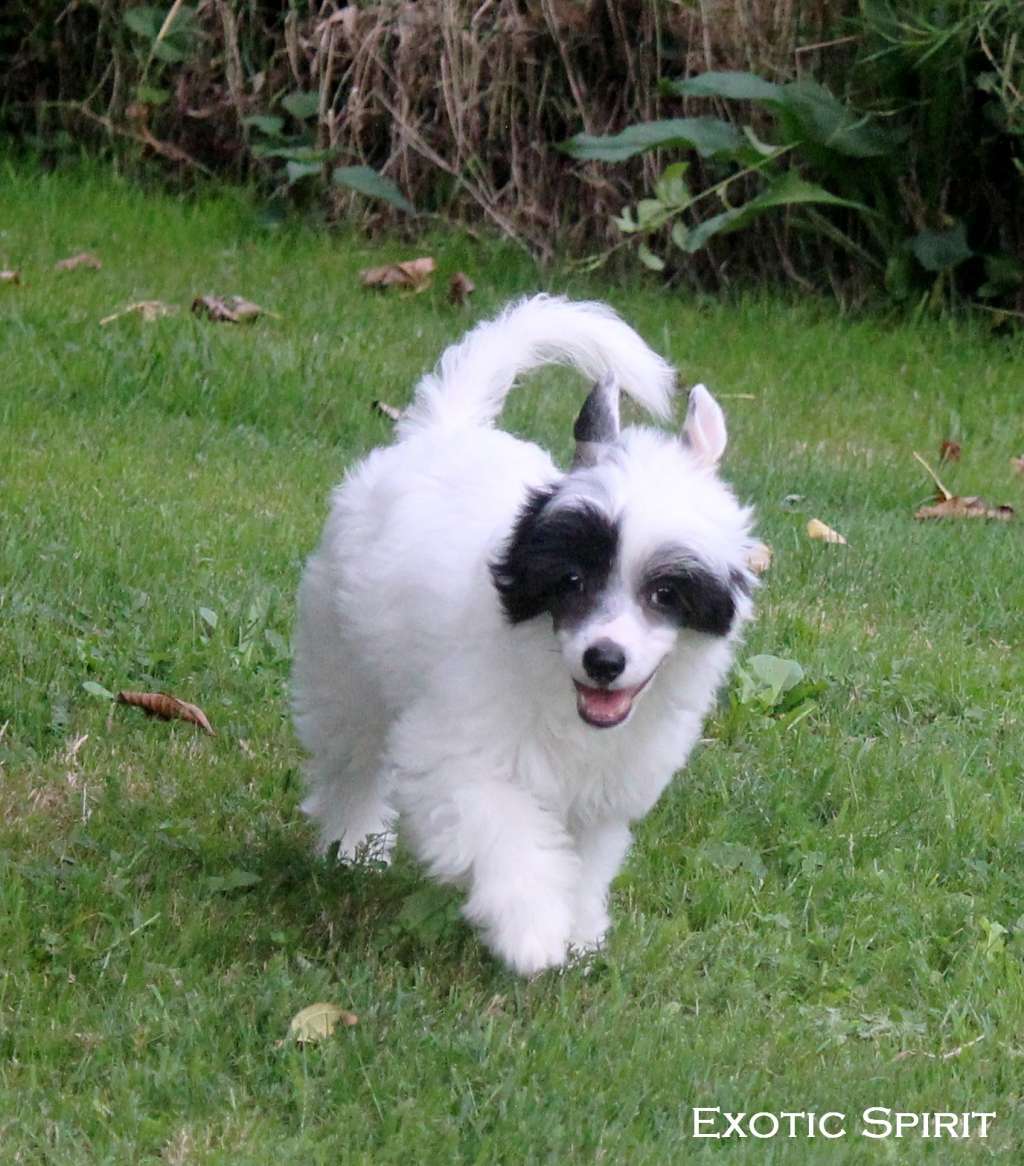 Exotic Spirit Upnotik Panda Girl