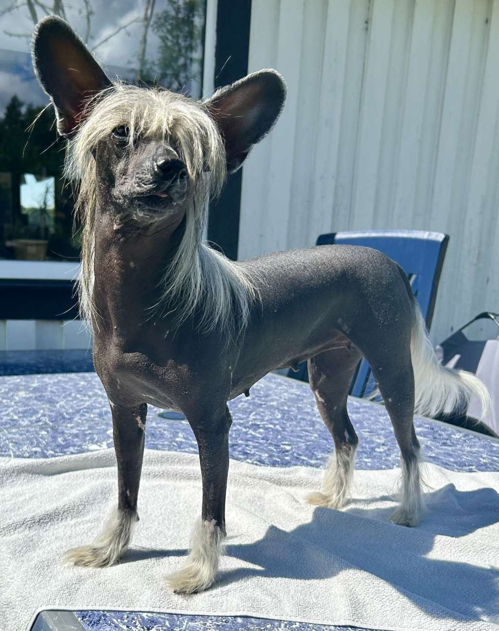 Fablernas I'm Crazy Naked