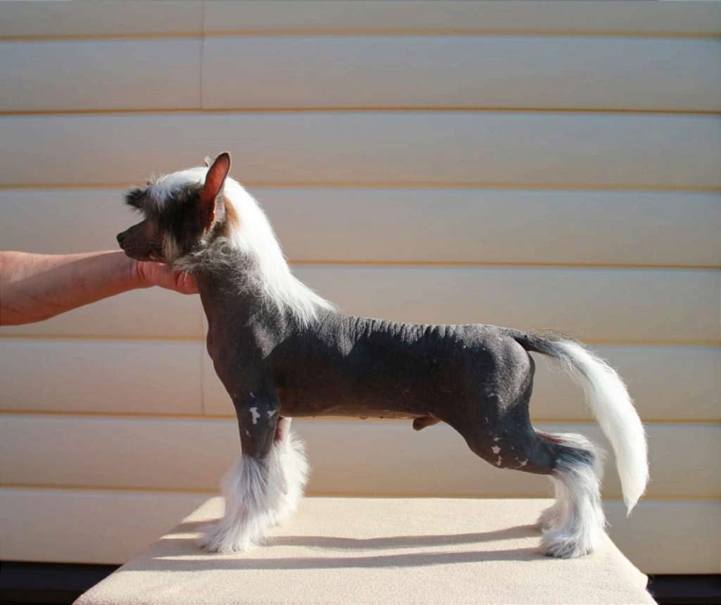 Julius Neva Major Gagarin