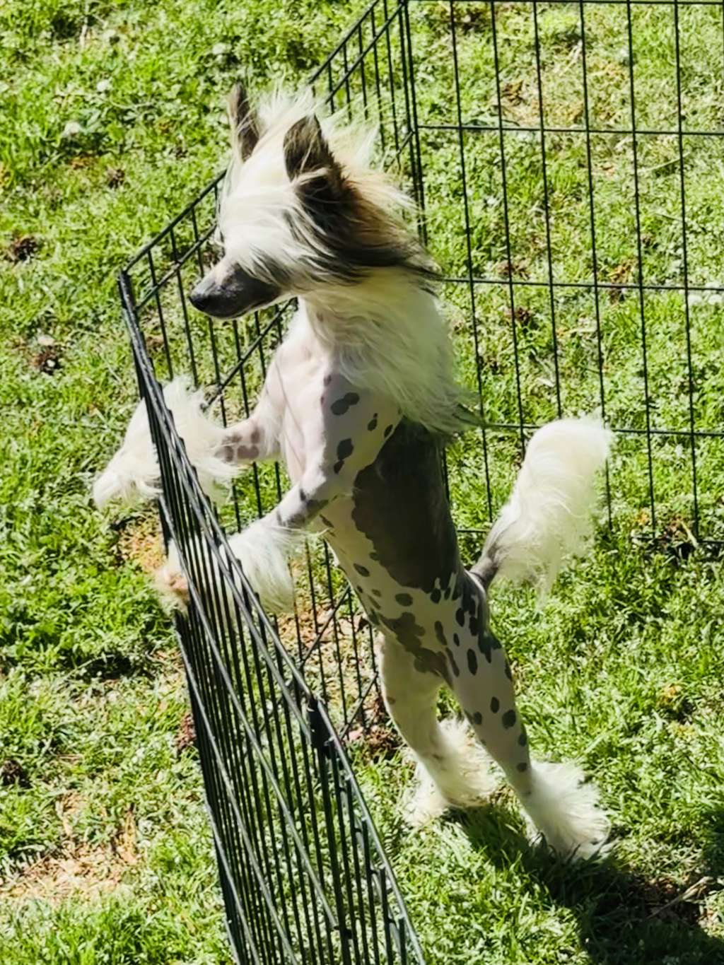 GCH Eleganzas bejeweled