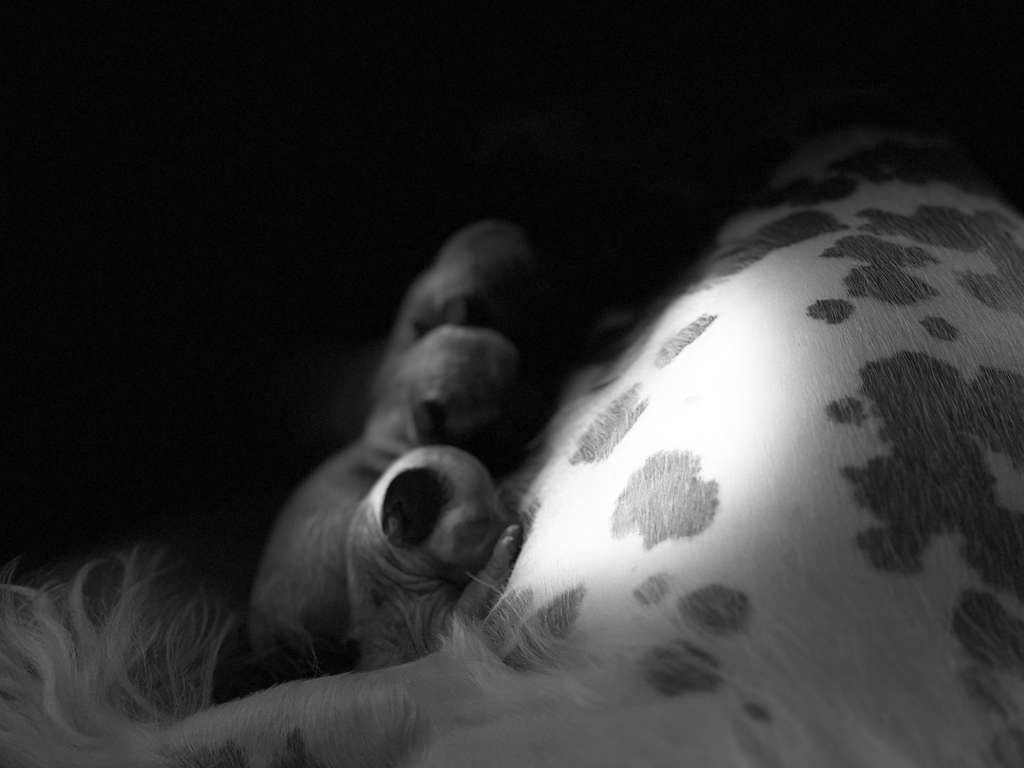 Dottie and thunder litter