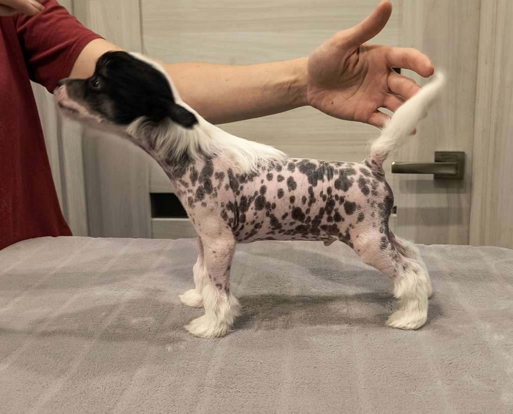 My Crazy Crested Polish Pride