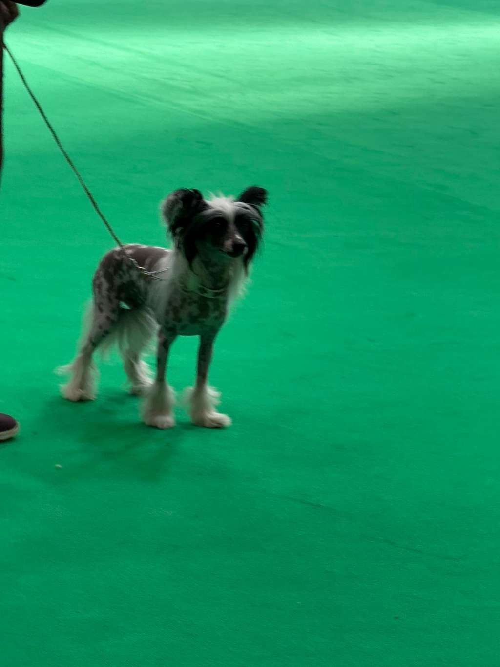 My Crazy Crested Polish Flower For Miatory