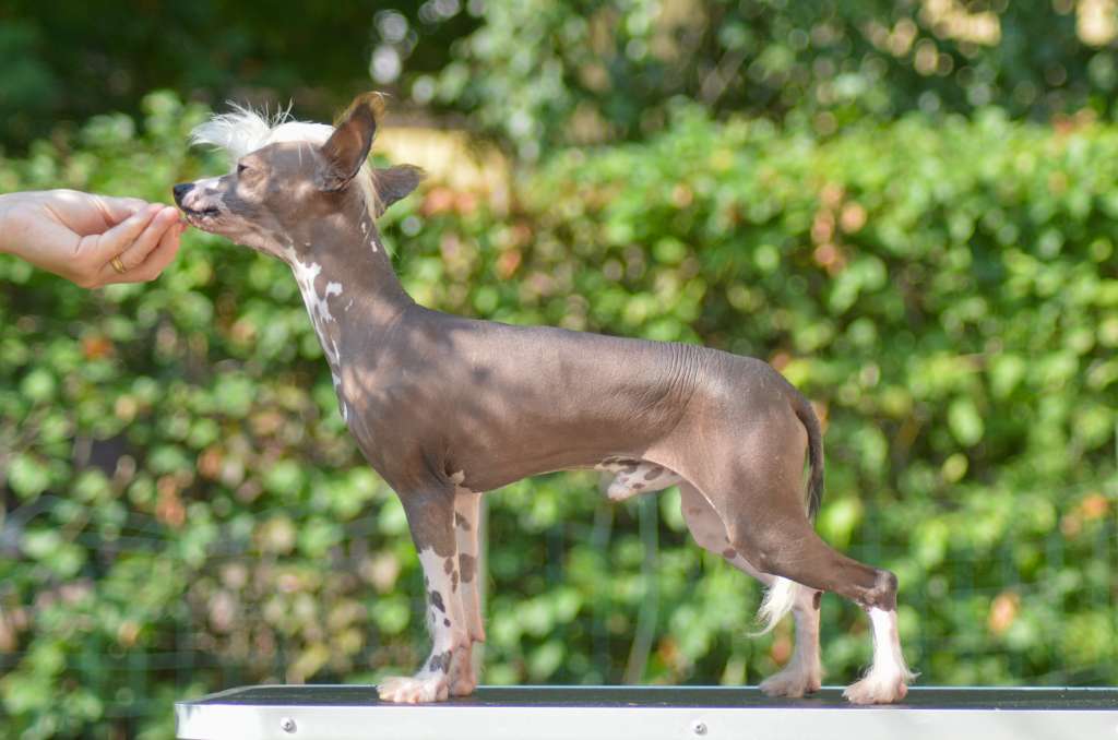 Sukansyöjän Beetlejuice