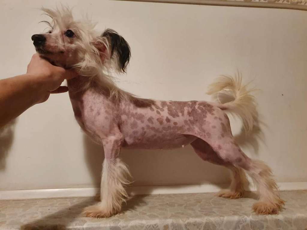 Pestashio Dneprovskoye Solntse