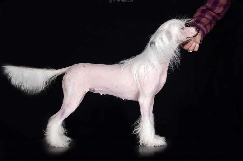 Rumba Dneprovskoye Solntse