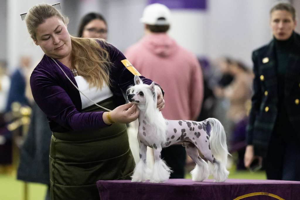 Gch Hpnotik & Kellyn's Mako My Day Bcat