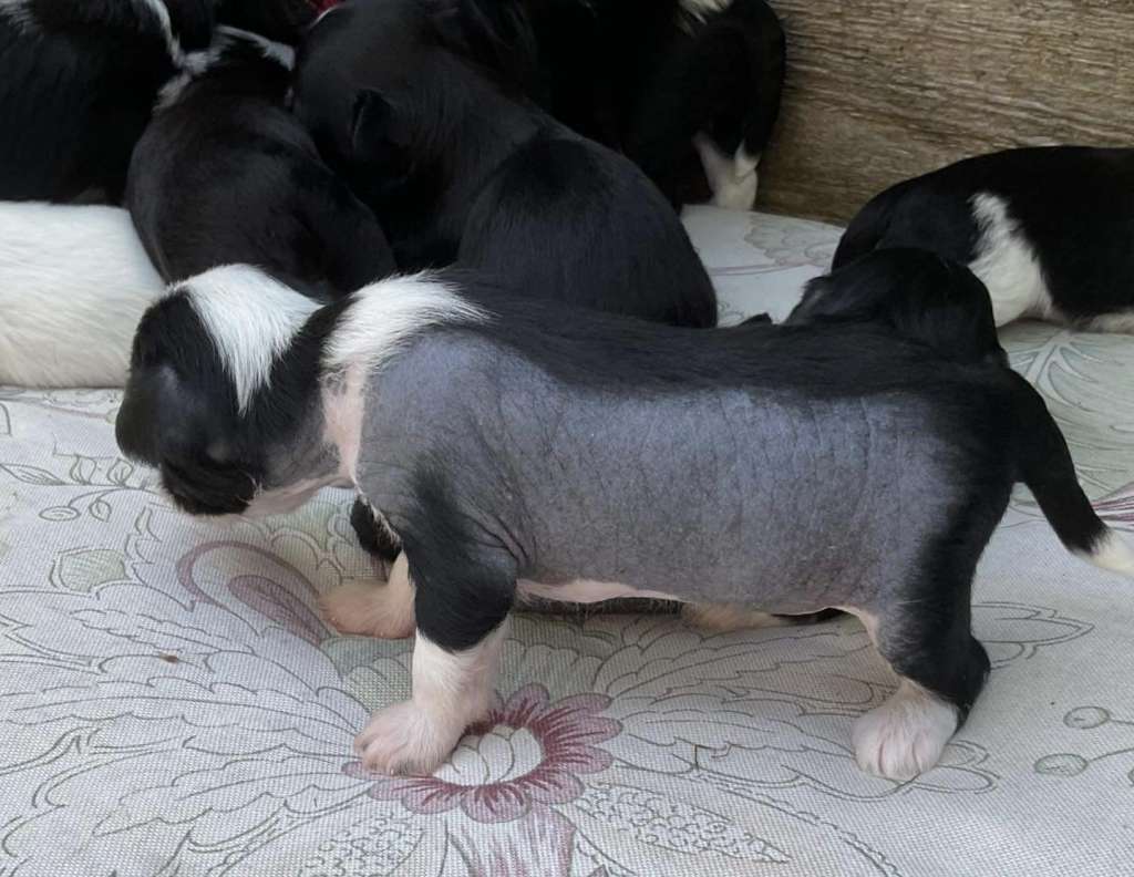 Indigo Luca Pompinell'