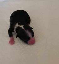 Istar Mateo Pompinell'