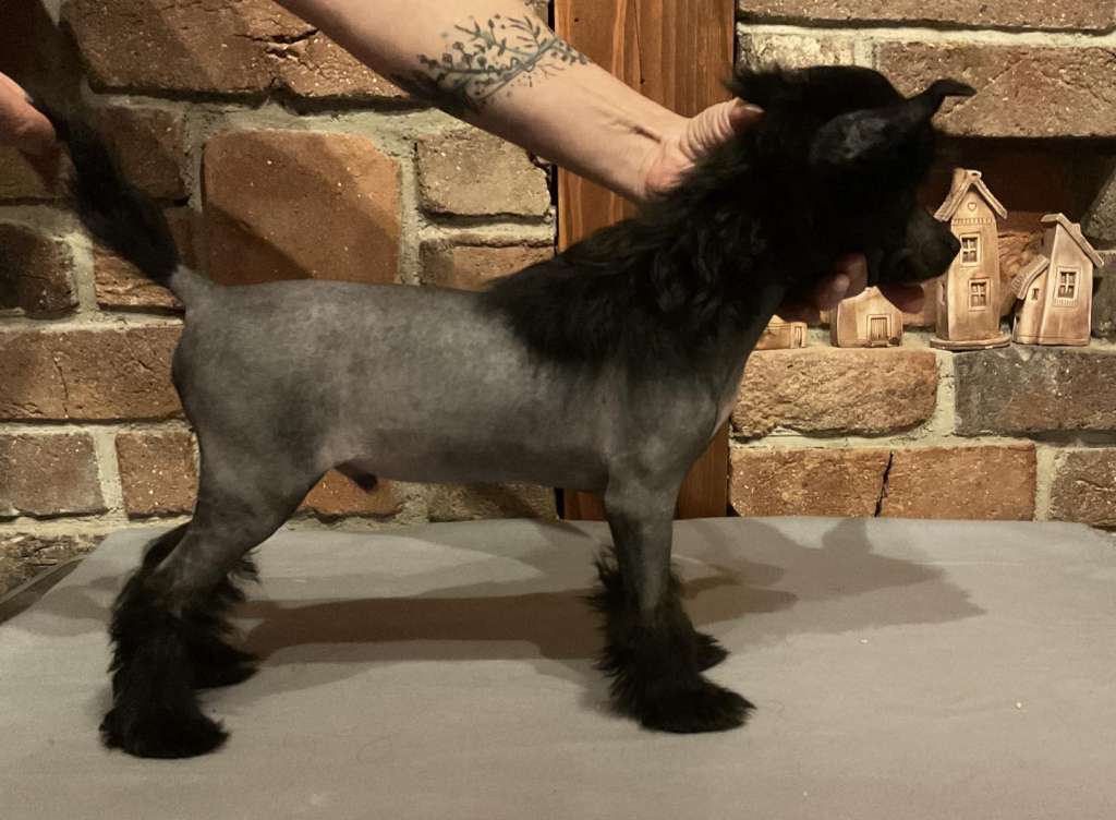 Chester Tay Pompinell'