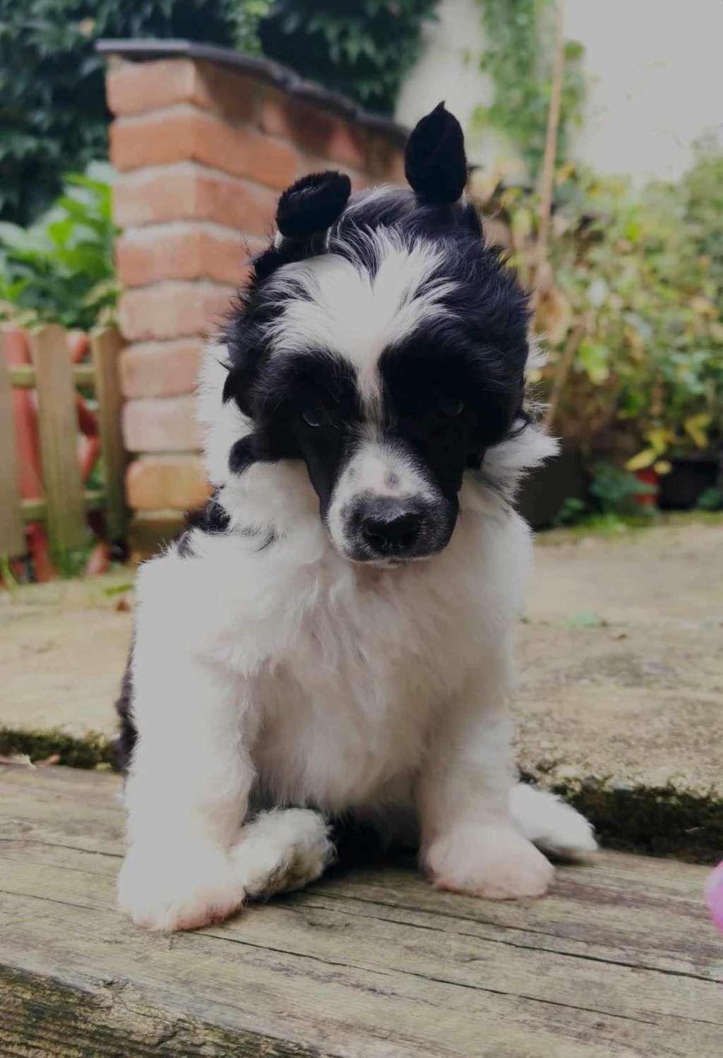 Choper Sky Pompinell'