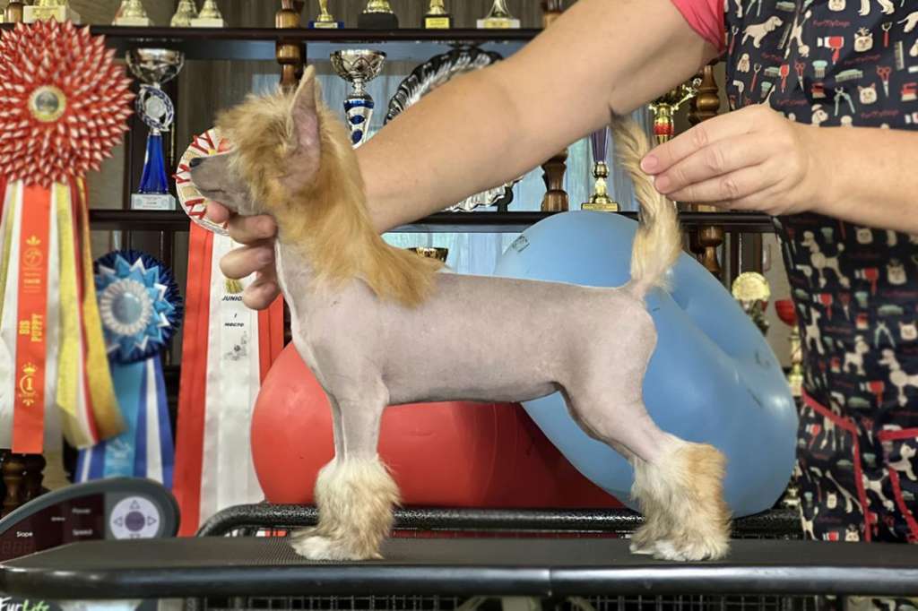 Incanto Del Mondo Grace Gladys