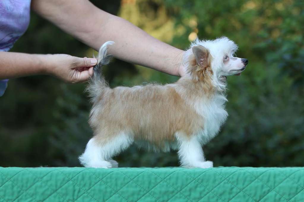 Incanto Del Mondo Vitamin