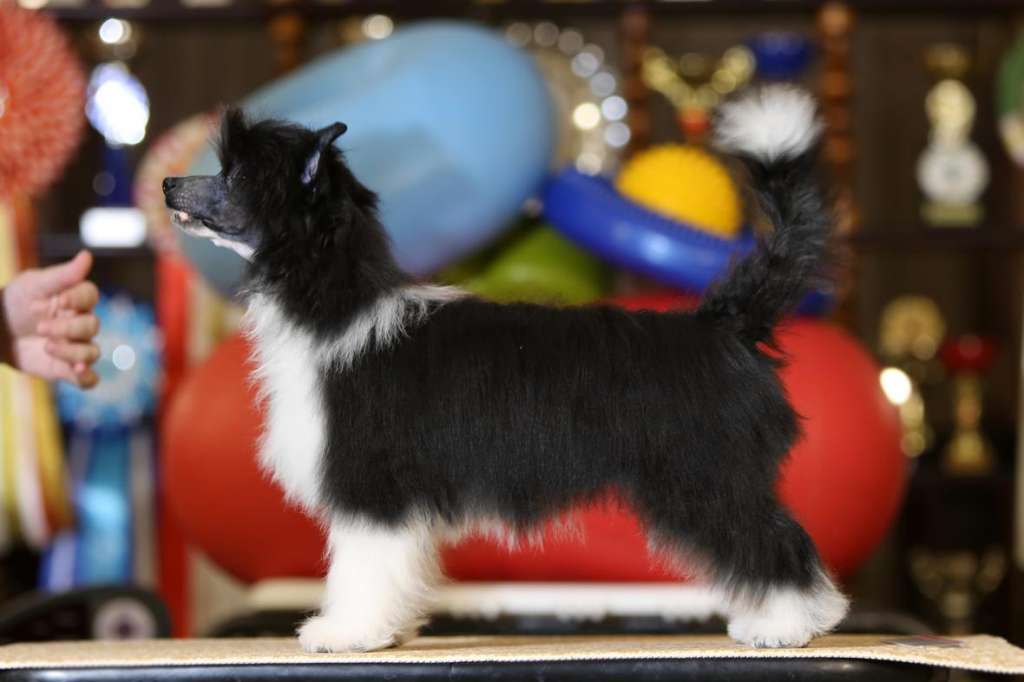 Incanto Del Mondo Verbena