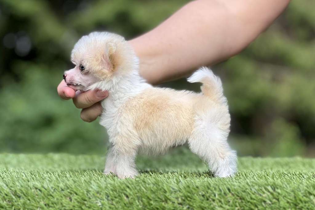 Incanto Del Mondo Volta