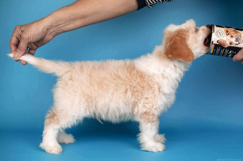 Loving Dneprovskoye Solntse