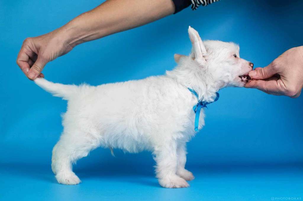 Perseus Dneprovskoye Solntse