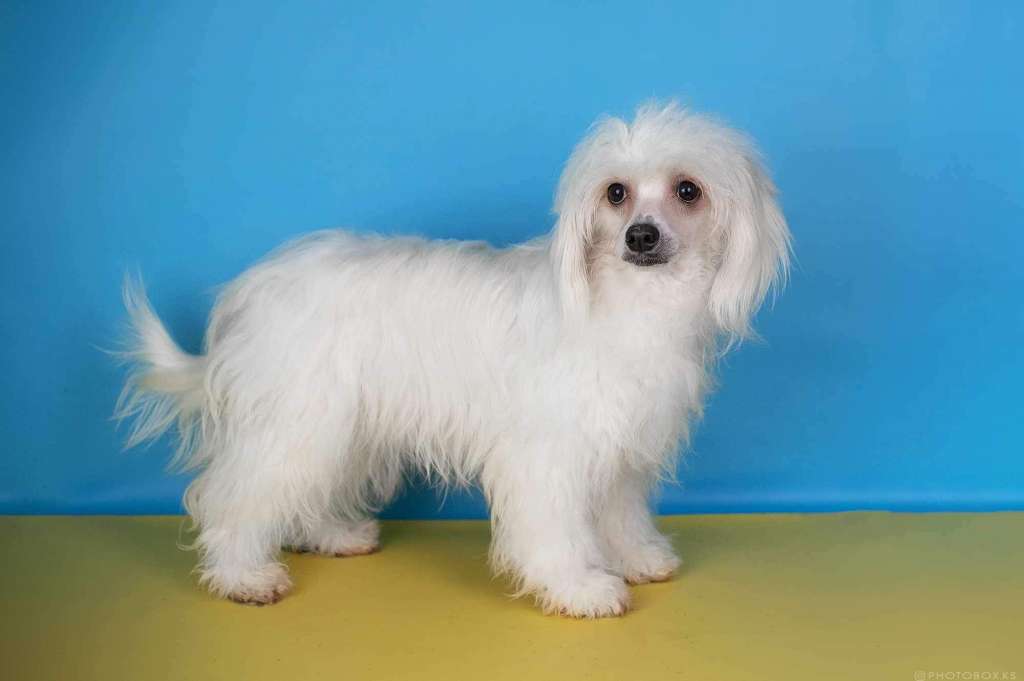 Rhapsody Dneprovskoye Solntse