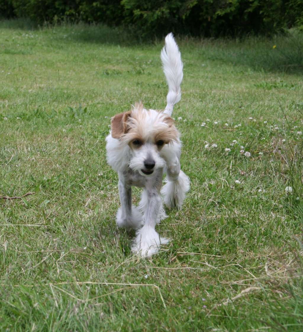 Joker vom Blühmchen