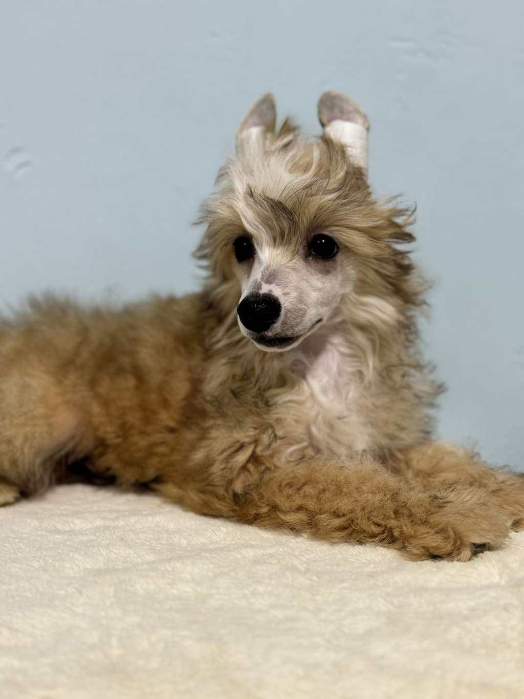 Rosa sinensis of Merlin