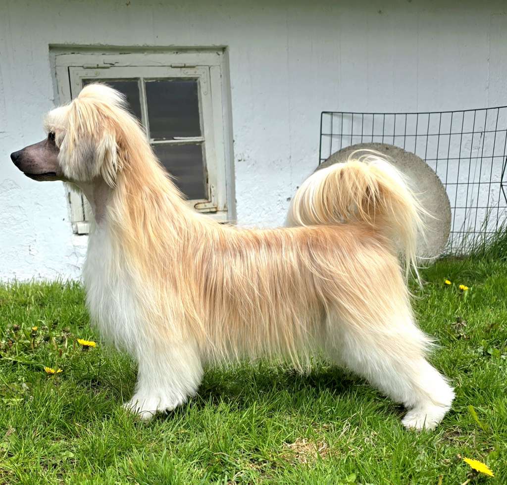 Moelmo's Mocha Chocolata Ya Ya