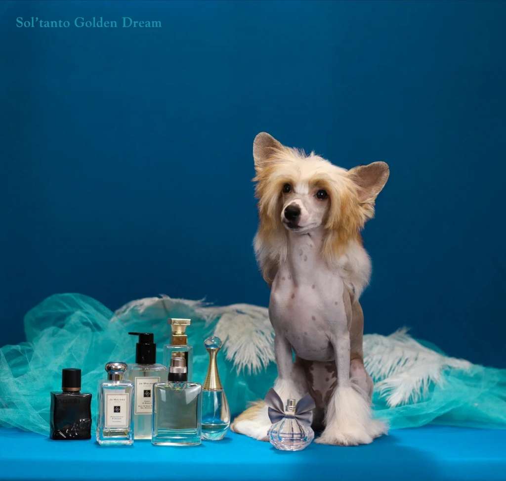 Sol'tanto Golden Dream