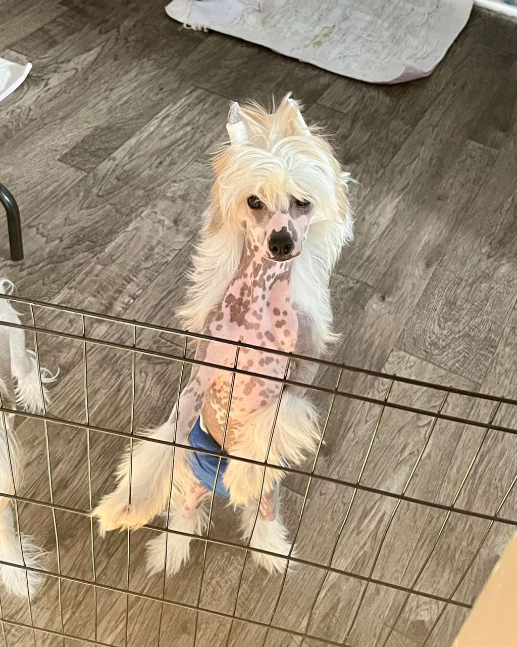 Ciao Bella v Windsongs Maui Waui