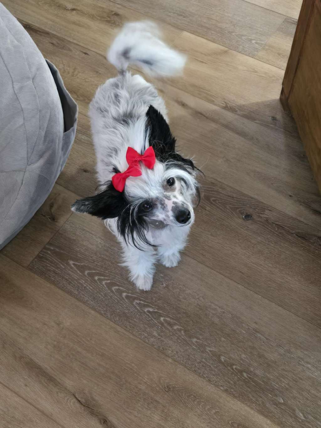 AV Dragon's Wishin' For A White Christmas