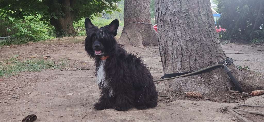 AV Dragon's All I Need R Candy Canes