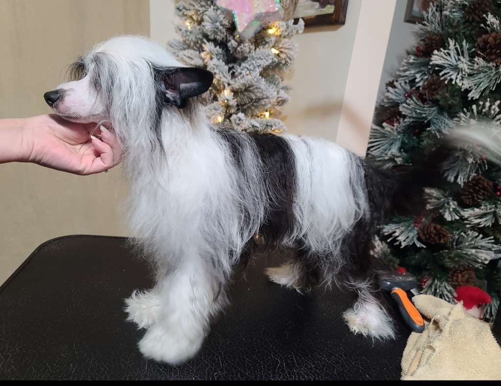 Av Dragon's Crashin' Through The Snow