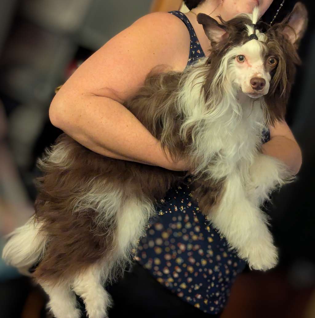 Av Dragon's Goin' Berry Pickin'