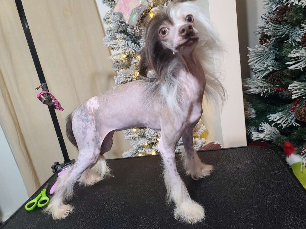 Av Dragon's Wild Rose Petals