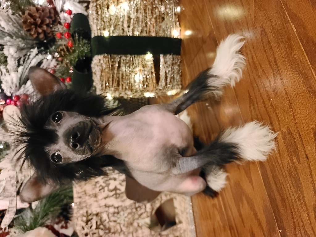 Long Haul's Reach For the Moon